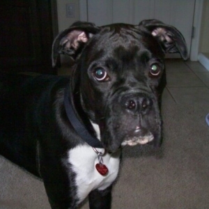bruizer