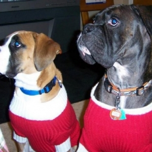 bentley_and_gunner_1_2