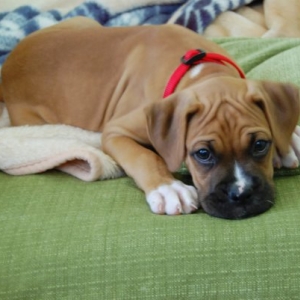 Oh-so-sad face