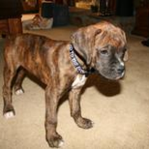 Harley - The Day We Brought Him Home