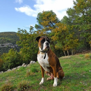 Henri