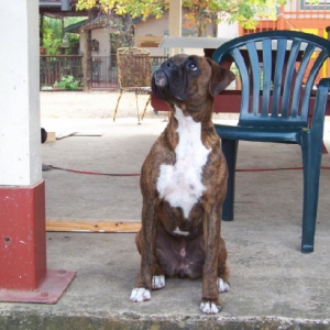 zoey_next_to_chair_1