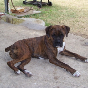 zoey_laying_down_1