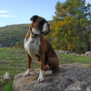 Lookout
