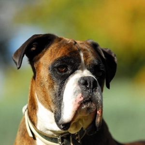 Henri