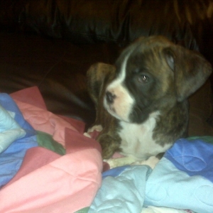 Jager Bear