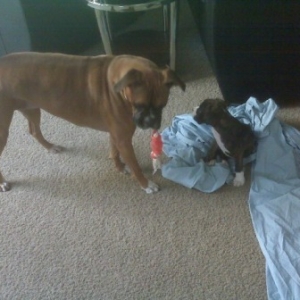 Darlin and Jager