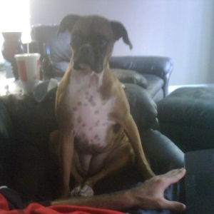 Darlin sitting like a person