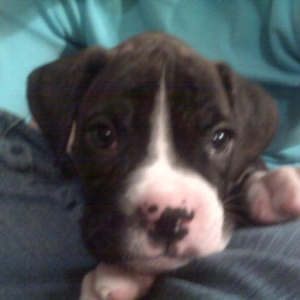 Jager Bear