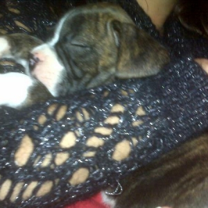 Jager sleeping