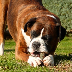 stick