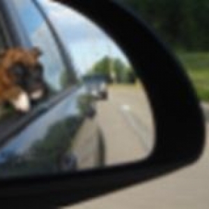 ears in the wind!