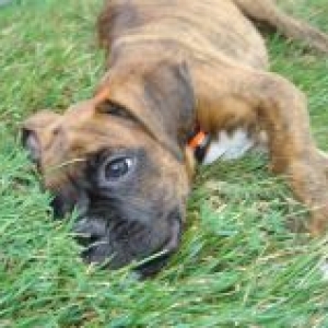 Baby Brutis