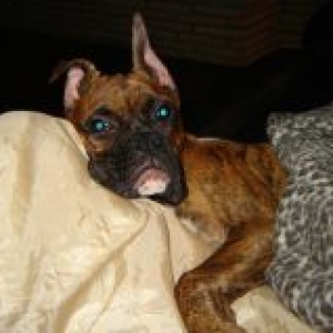 ears