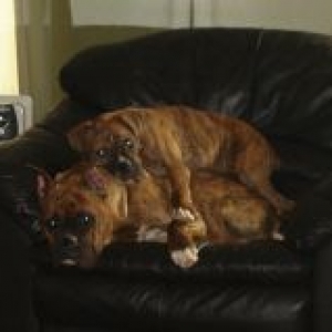 Puppy pile