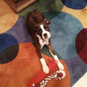 Lu_Carpet