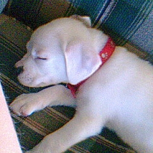 Kilo as a pup