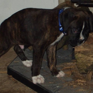 Koda 12/2/08