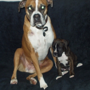 Zaynah and Koda 12/2/08