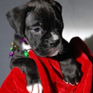 Josie at 6 weeks!!!