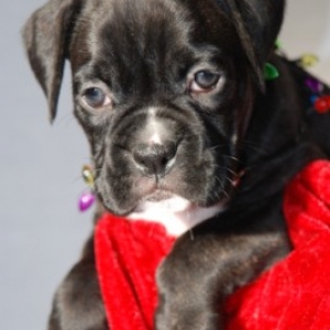 Josie at 6 weeks!!!
