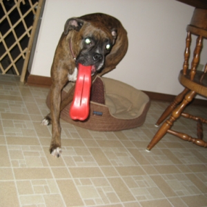 humunga-tounge-2