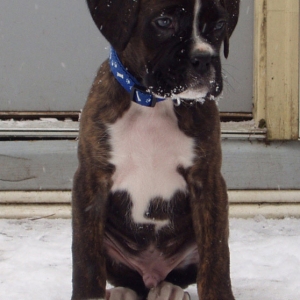 Koda 12/5/08, 8 weeks old