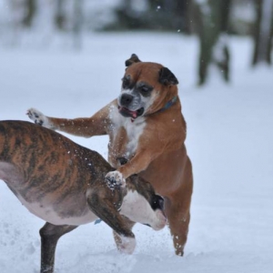 Let it snow2