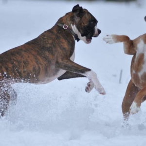 Let it snow3