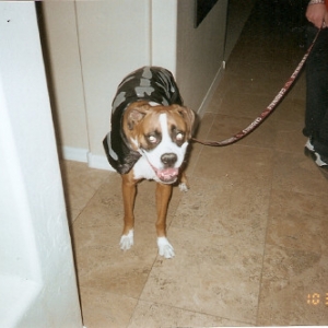 Halloween 2008