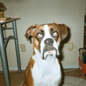 Our Buddy