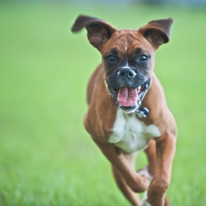 Abbey on the run.