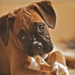 Abbey having a chew.