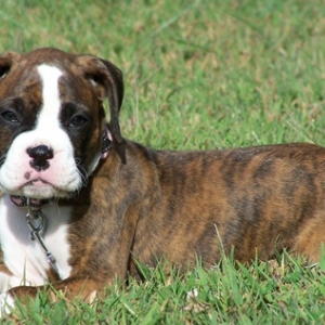 Sadie posing! Our Supermodel!!