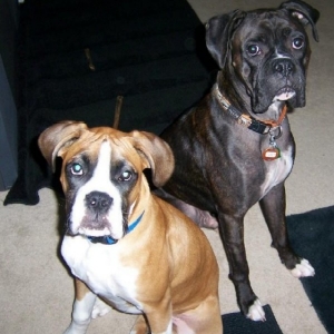bentley_and_gunner_18
