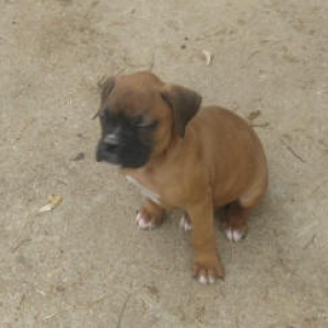 puppy Mason
