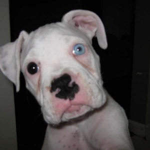 Duchess