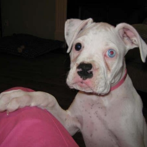 Duchess