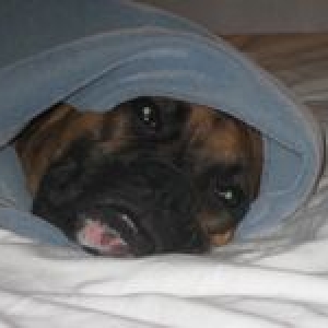 Bo pretending to sleep under covers