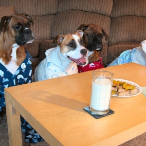 Christmas Card 2008