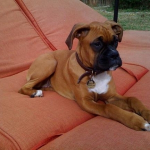 SHELBY LAYING IN THE YARD
