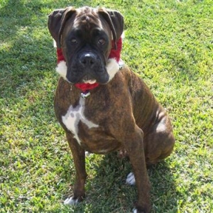 Syd_2_Years_9_Months_Old