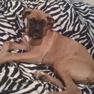 Shelby on her beanbag