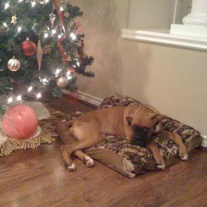 Shelby Christmas