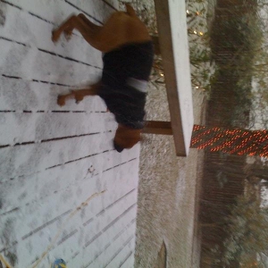 Snow puppy