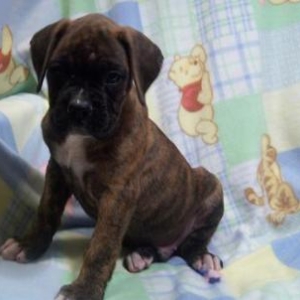 Jagger 7 weeks
