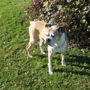 RIP Xena - November17, 1996 - December 12, 2008
