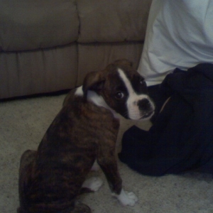 Mya