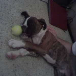 cutie pie