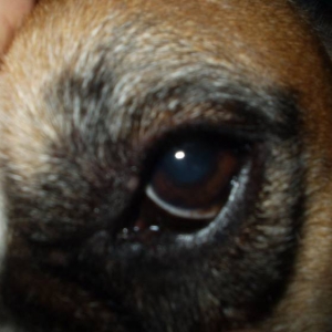 Zaynah's left eye